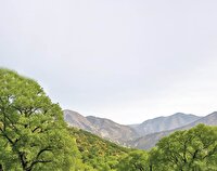 رویش امید سبز در جنگل‌های کرمانشاه 