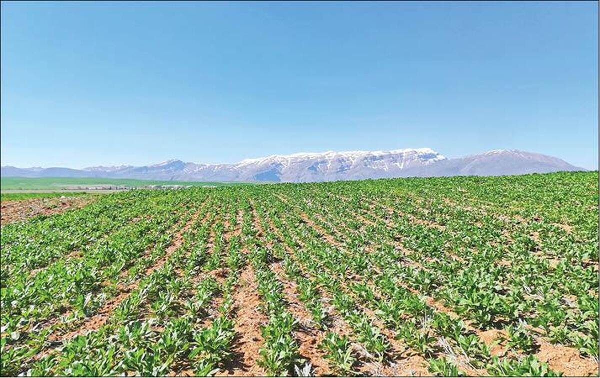 &laquo;دیم&zwnj;کاری گیاهان دارویی&raquo;&nbsp;فرصت طلایی در کم&zwnj;آبی