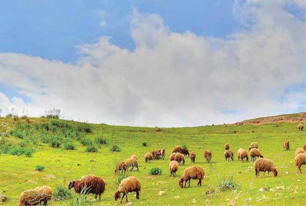 نرخ تعرفه&zwnj;های مرتعی برای سال ۱۴۰۵ مشخص شد