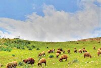 نرخ تعرفه‌های مرتعی برای سال ۱۴۰۵ مشخص شد