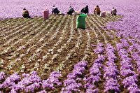 کشاورزی دانش‌بنیان در دل کویر ایران