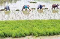 گرفتاری شالیکاری مازندران میان سنت و مدرنیته