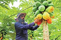 تحقق ۱۰۰درصدی تعهد اشتغال با معجزه کشاورزی در سیستان و بلوچستان
