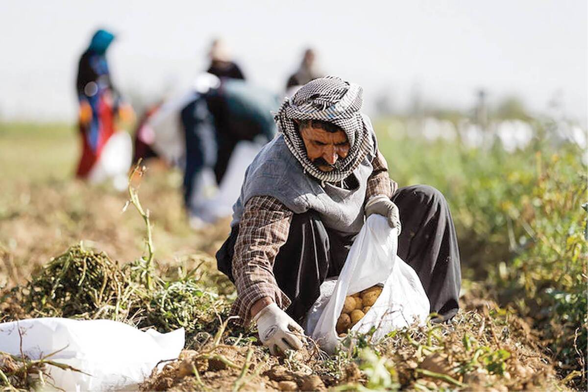 کشاورزی لرستان در مسیر اصلاح الگوی کشت و&zwnj;آبیاری