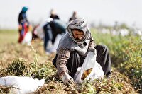 کشاورزی لرستان در مسیر اصلاح الگوی کشت و‌آبیاری
