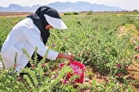 احیای معیشت با کشت گیاهان بومی در آذربایجان‌غربی