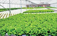 همدان قطب نوظهور کشت گلخانه‌ای ایران