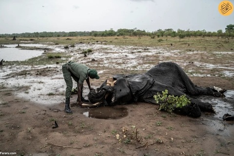 مرگ فیل‌ها بر اثر تشنگی در حیات وحش زیمباوه