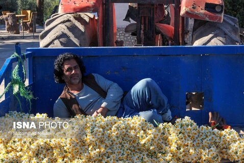 برداشت گل نرگس  در استان گلستان
