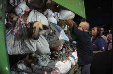 توقیف یک کامیون حاوی صدها سگ برای ذبح و مصرف انسانی در اندونزی