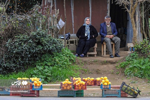 برداشت پرتقال از روستاهای لنگرود استان گیلان