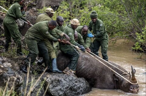 تلاش برای انتقال یک کرگدن در پارک ملی کنیا