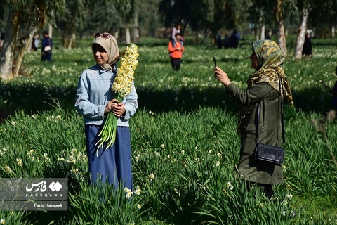 یک نرگس زار در بهبهان خوزستان