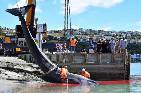 بیرون کشیدن لاشه یک نهنگ از سواحل نیوزیلند
