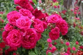 تولید ۱۳ نوع گل‌محمدی در سایت تحقیقاتی خراسان جنوبی