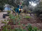 خودکفایی در تولید گل‌های فصلی و توسعه فضای سبز پایدار 