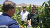 فرمانده سپاه صاحب الامر(عج) استان قزوین در بازدید از باغ گردوی دانش بنیان قزوین؛
کشاورزی مدرن و دانش بنیان راهکار مناسب در مقابله با بحران آب و غذا