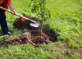۳۰۰ هزار اصله نهال برای هفته درختکاری در سمنان توزیع می‌شود