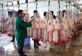 2 مجتمع کشتارگاهی صنعتی دام در خوزستان احداث می‌شود