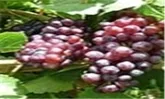 کشت 50 رقم انگور در باغات آذربایجان غربی