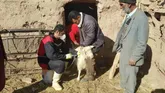 ایجاد ۶۰۰ شغل جدید از سوی دامپزشکی سمنان