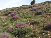 بهره‌برداری و برداشت غیرمجاز از مراتع وگیاهان دارویی در استان سمنان  ممنوع شد
