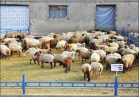 دام‌های بیمار عراق، تهدیدی برای دامداران خوزستان