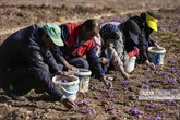 رونق اقتصاد کشاورزی تربت‌ حیدریه با معرفی زعفران به گردشگران