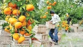 تحول بزرگ در کشاورزی مازندران با رویکرد جهادی