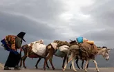 آغاز کوچ عشایر در استان هرمزگان