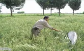 مبارزه با سن غلات در سطح ۱۱۲ هزار هکتار از اراضی کشاورزی استان قزوین