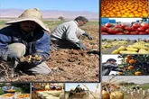 یک سوم اشتغالزایی آذربایجان غربی از سوی کمیته امداد است