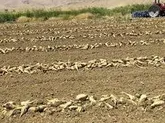 کشت یک هزار و ۵۰۰ هکتار چغندر قند در کشت و صنعت مغان