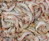 آغاز ذخیره سازی بچه میگو در استخرهای پرورش