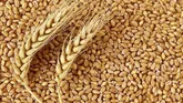 مشکلی برای تامین گندم نداریم