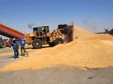 722 هزار تن گندم از کشاورزان خوزستانی خریداری شد