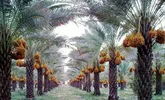 صرف 28  میلیارد ریال برای اصلاح نخلستان های شمیل بندرعباس
