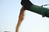 خرید تضمینی ۱۳ هزار تن گندم و ۳۸۵ تن کلزا از کشاورزان استان البرز