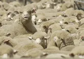 پرورش گوسفندان پربازده اصلاح‌نژادی در مشهد به بهره‌برداری رسید