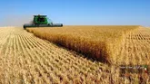 خرید ۵۱۱ هزار تن گندم از کشاورزان لرستانی