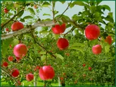 قزوین، رتبه نخست پوشش بیمه باغ‌ها