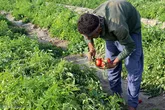 خسارت 58 میلیاردی به گوجه کاران دشتی