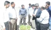 کشت الگویی بادام‌ زمینی در بندرلنگه