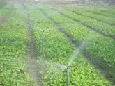 اجرای آبیاری تحت فشار در سیستان