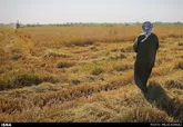 کشاورزان حوضه جراحی و زهره از کشت تابستانه محروم شدند