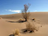 بیابان 36 درصد از سطح استان یزد را تشکیل می دهد