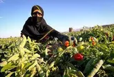 پیش بینی برداشت 80 هزار تن محصول گوجه از اراضی پارسیان