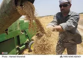پرداخت مابه‌التفاوت خريد تضميني گندم به زارعان