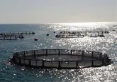 کسب مقام نخست کشوری قشم در تولید ماهی در قفس