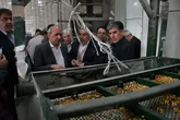 آذرشهر با 99 درصد تولید لپه قطب در سطح خاورمیانه و جهان